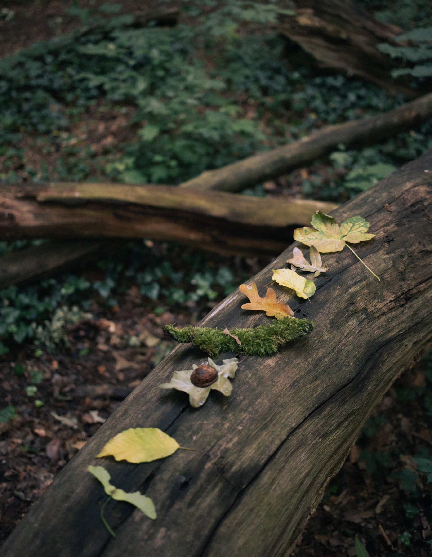 A small collection of leaves and objects gathered from the forest floor and arranged thoughtfully on the trunk of a fallen tree.