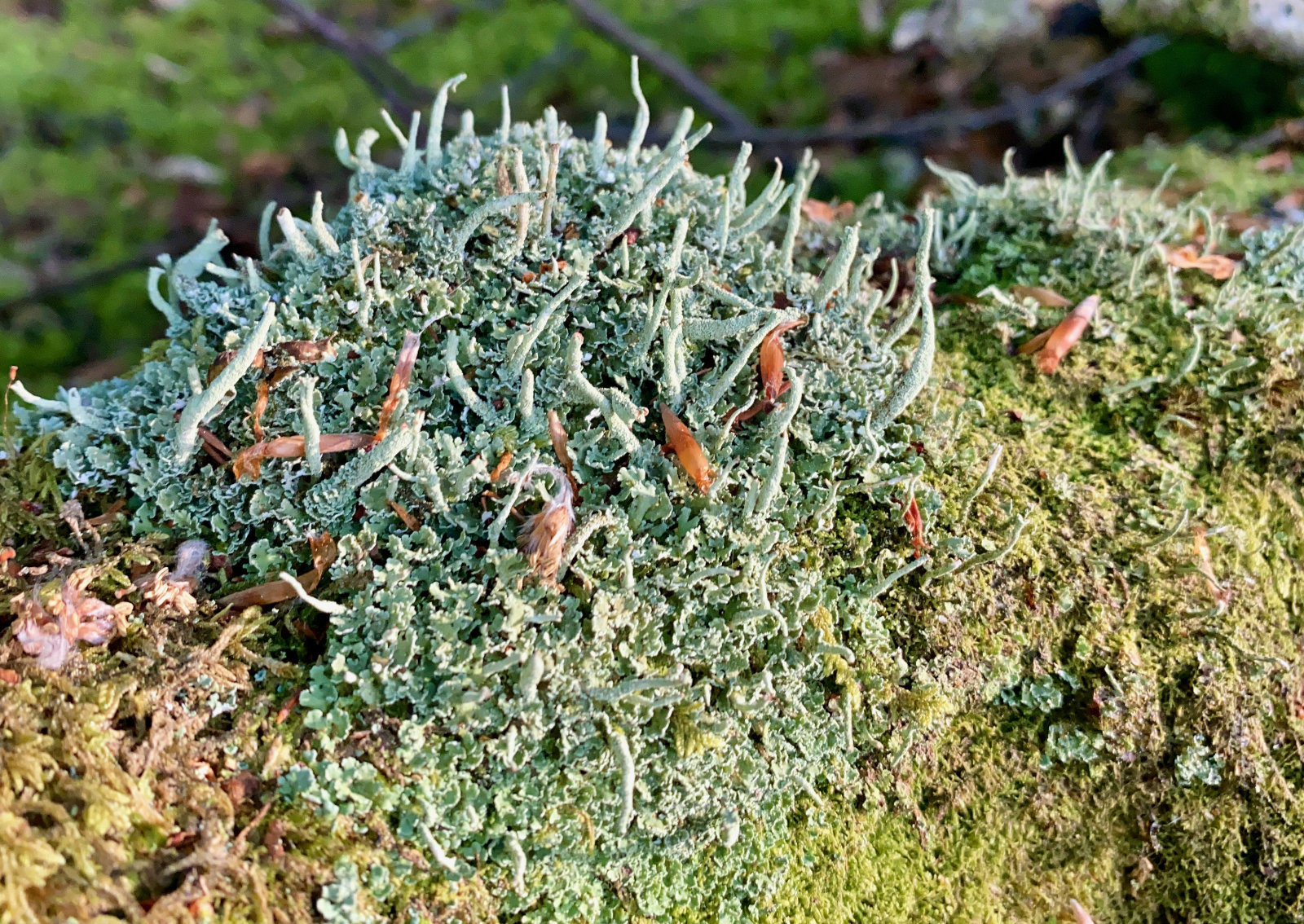 An image of pale green lichen growing out of a patch of bright green moss, like coral in a reef.