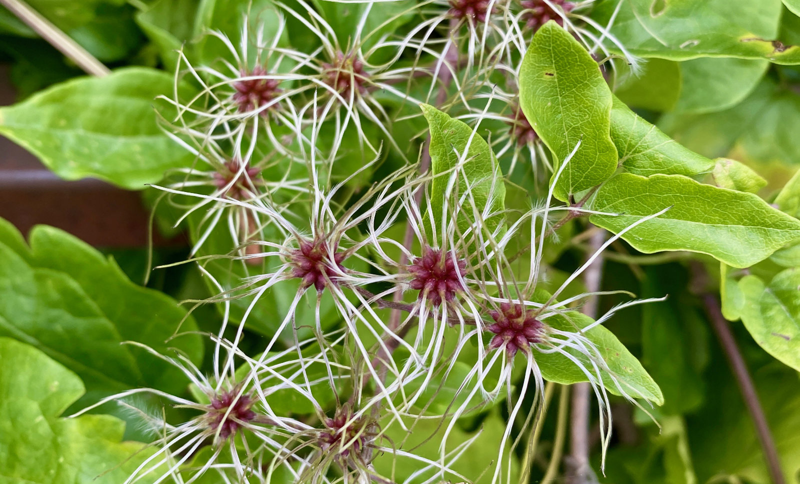 A closeup of some Old Man’s Beard. Which has wispy fiber-like strands flowing from a center that looks like a berry. Apparently it was used to make rope during the Stone Age in Switzerland.