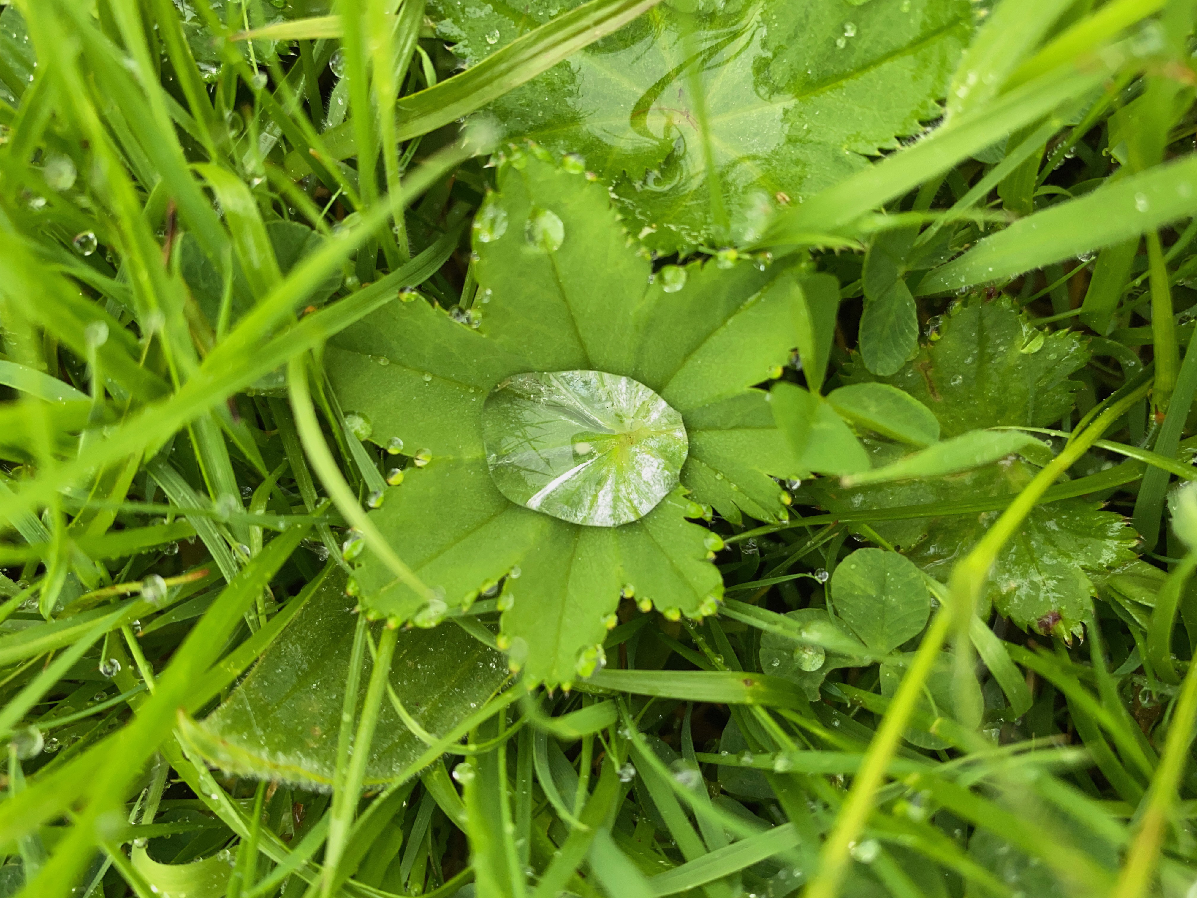 A tiny pool of water sits in the middle of a bright green leaf acting like aa magnifying glass for the middle of the leaf structure.