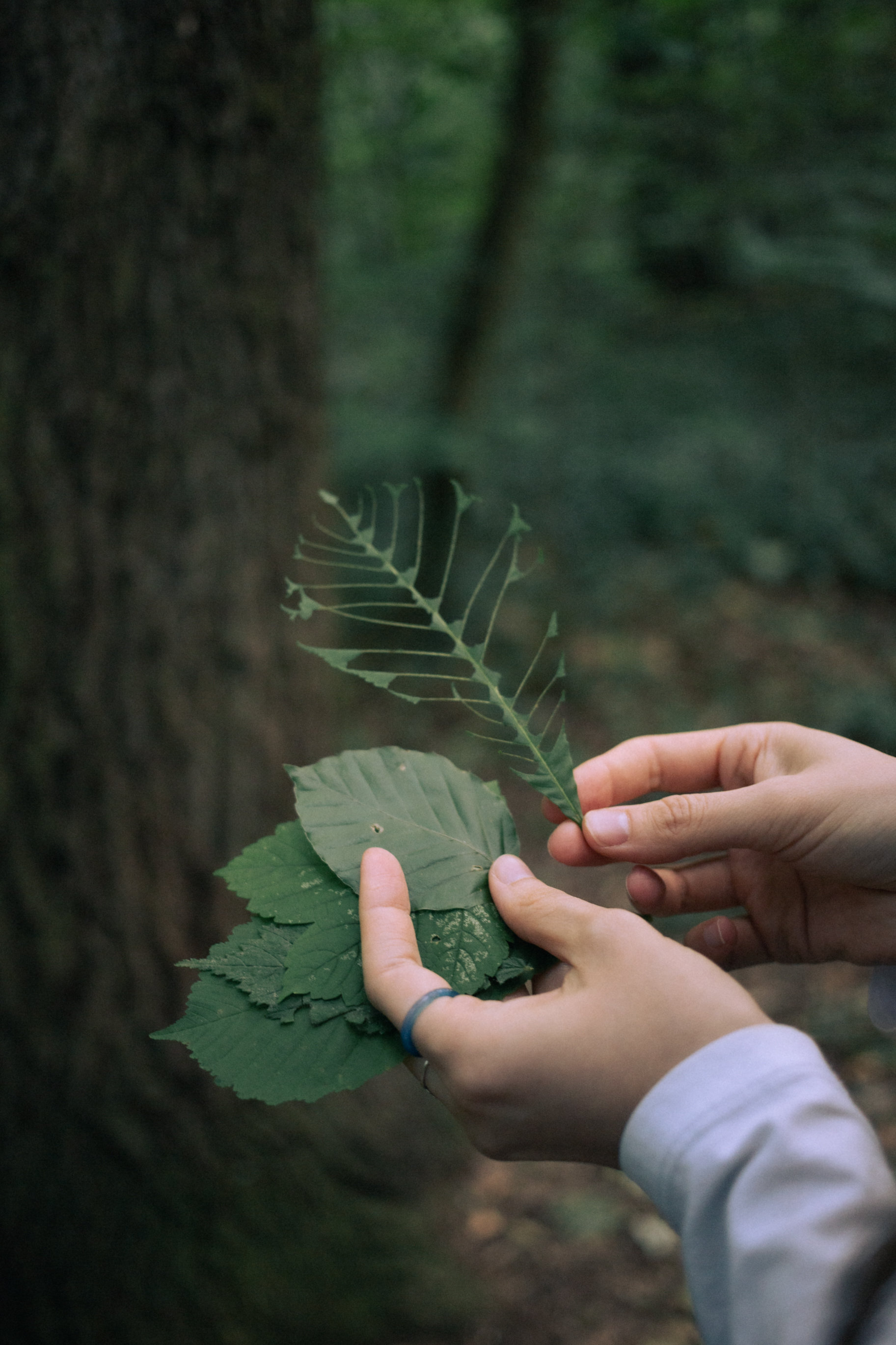 Hands holding several leaves. One leaf resembles a cartoon drawing of a fish skeleton because the part in between the veins has been removed, a memory of childhood, a satisfying sensation for anxious fingers.