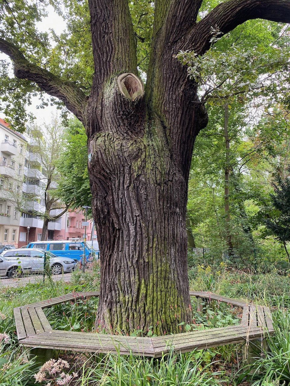 An image of a big oak tree at the south east entrance to Hasenheide park. According to the Giess Den Kiez website, the tree is over 277 years old!